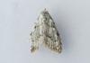 Nola confusalis